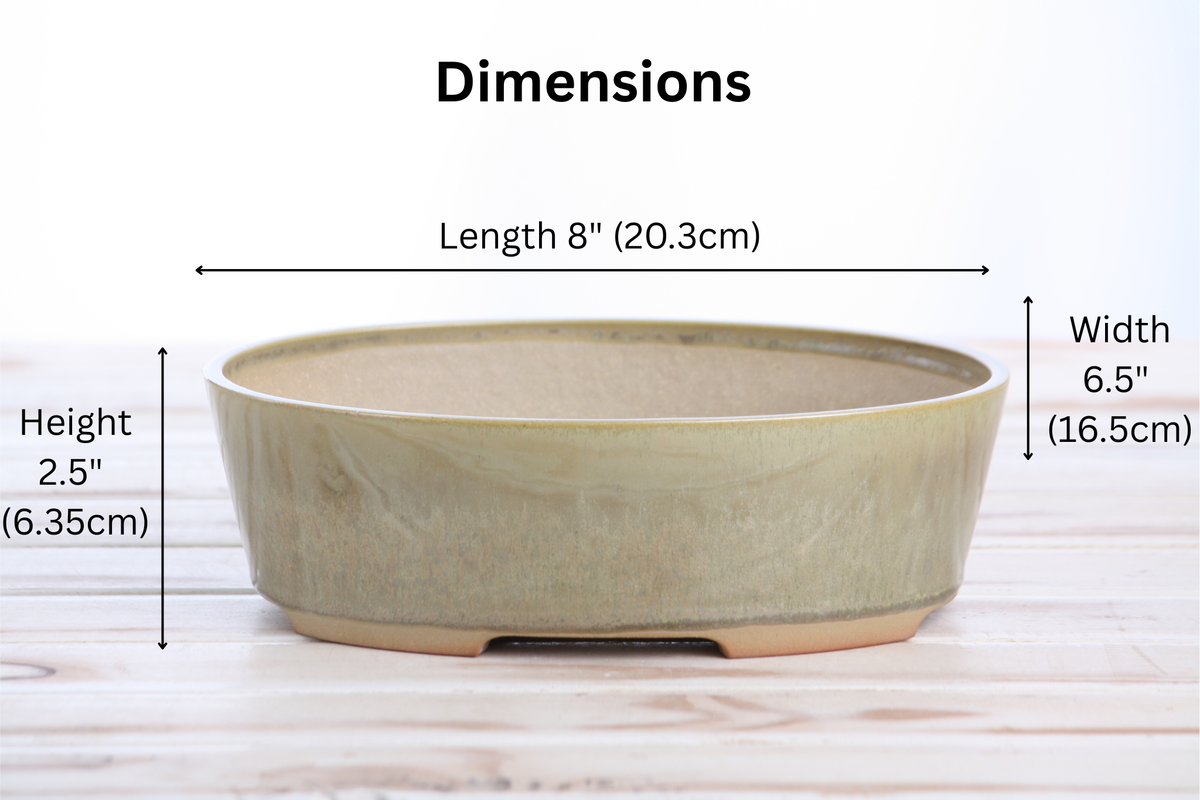 Willow Bonsai Ceramics Oval A Bonsai Pot 8 Inch – Straight‑Sided Oval Ceramic Bonsai & Succulent Planter, High‑Fired Frost‑Proof Stoneware with Drainage & Wiring Holes, Handmade in USA (Copenhagen)