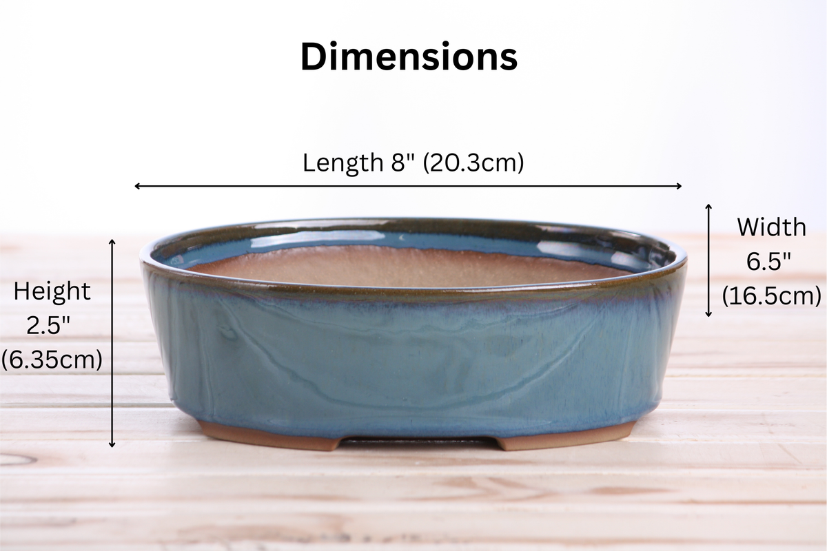 Willow Bonsai Ceramics Oval A Bonsai Pot 8 Inch – Straight‑Sided Oval Ceramic Bonsai & Succulent Planter, High‑Fired Frost‑Proof Stoneware with Drainage & Wiring Holes, Handmade in USA (Peacock 2025)